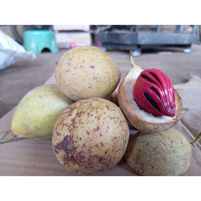

Kulit Pala 1 Kg Untuk Olahan Manisan Kulit Pala dan Herbal