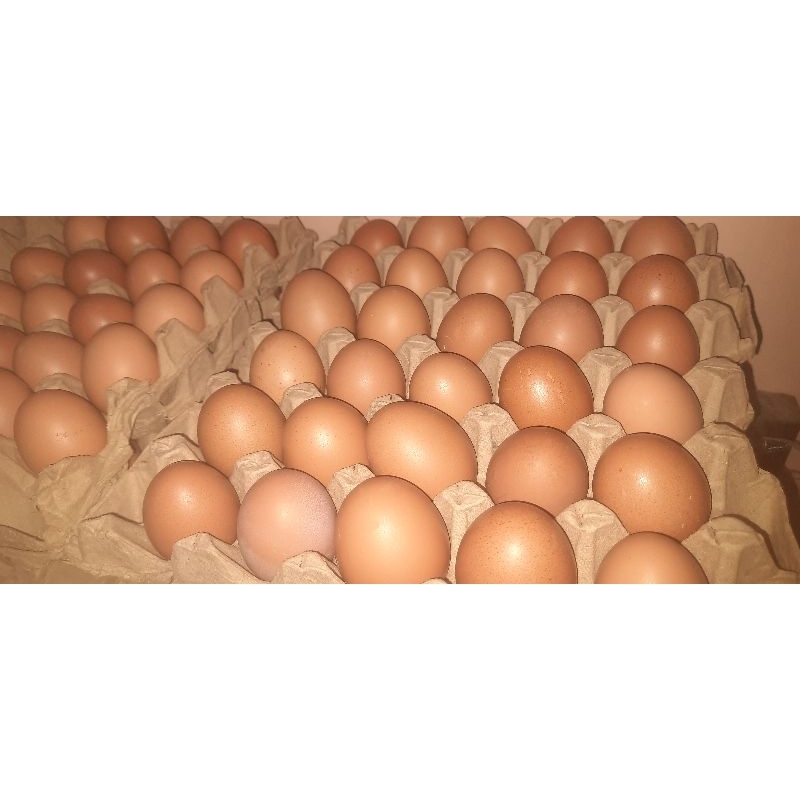 

Telor Ayam Negeri Fresh 1kg HARGA PROMO