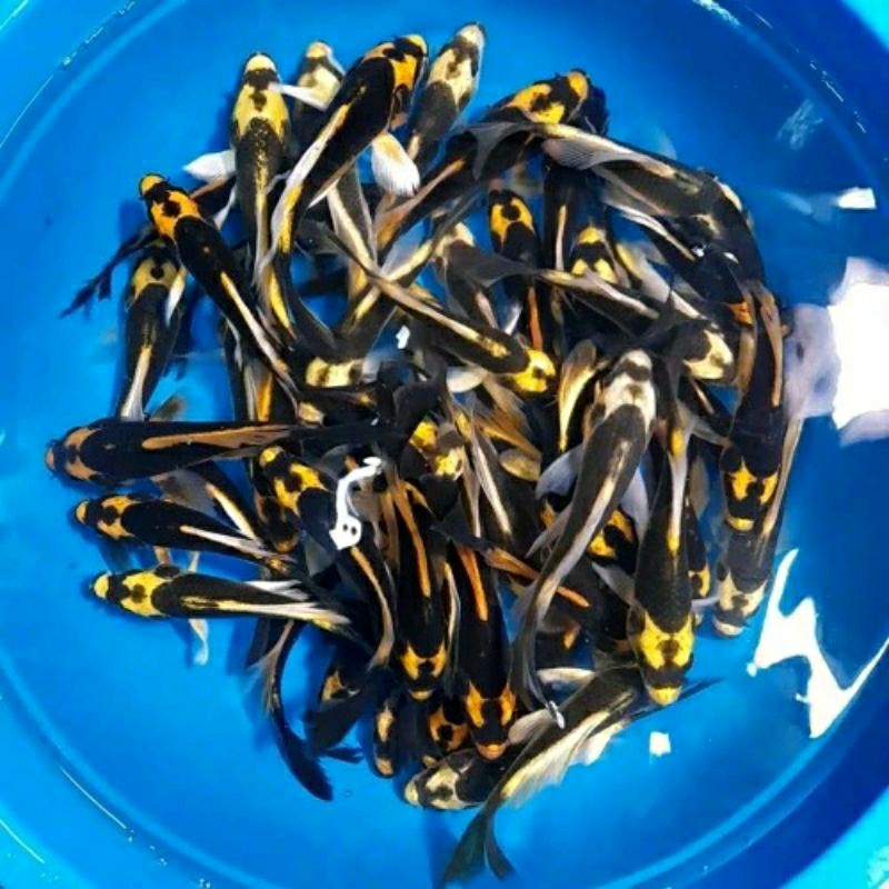 Koi Kabuto slayer size 10-12cm