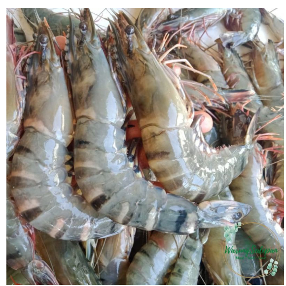 

Udang Galah Segar 500 gr Ukuran Sedang Udang Utuh Fresh Frozen Food Cikarang