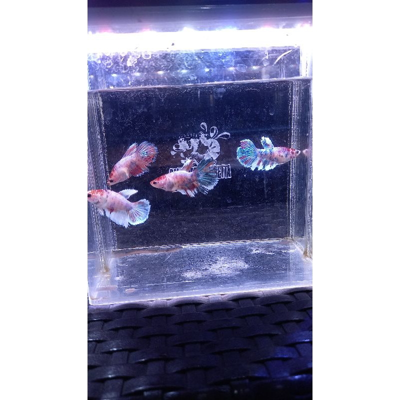 female ikan cupang hm multi color - halfmoon