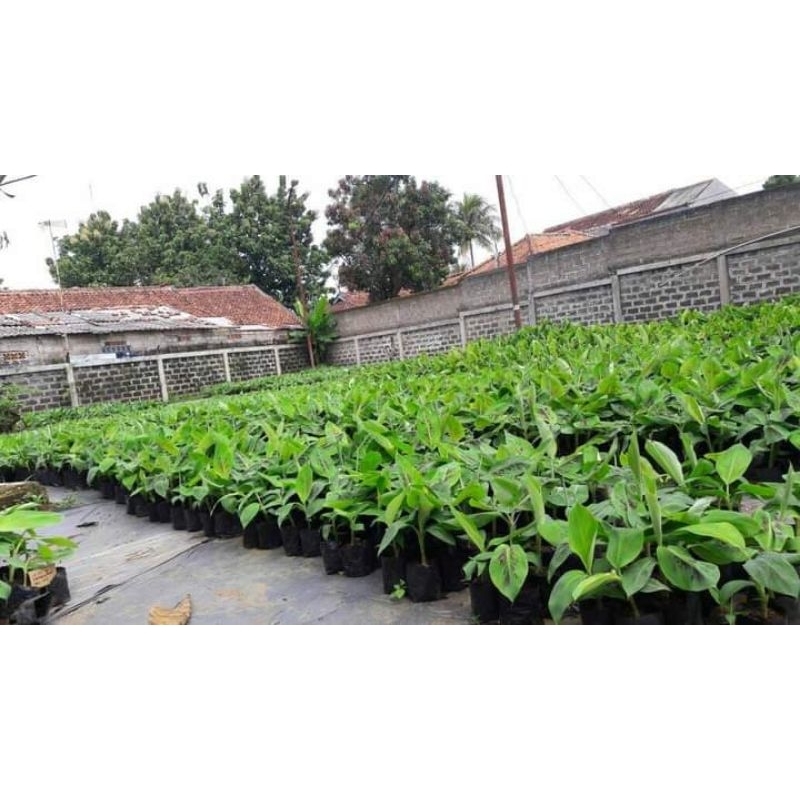 Bibit Pisang Ambon Kuning