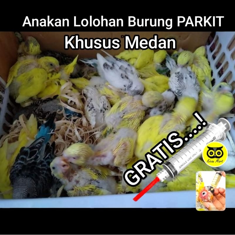 Lolohan Anak Burung Parkit, untuk dijinakkan khusus area medan
