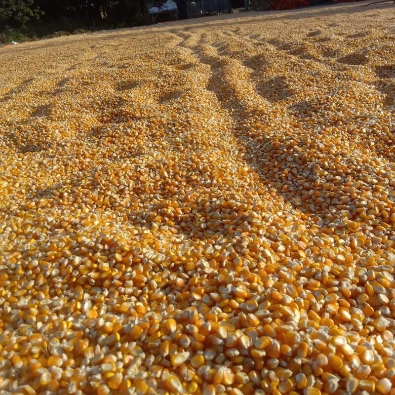 Jagung Pipil Pakan Ternak 1kg