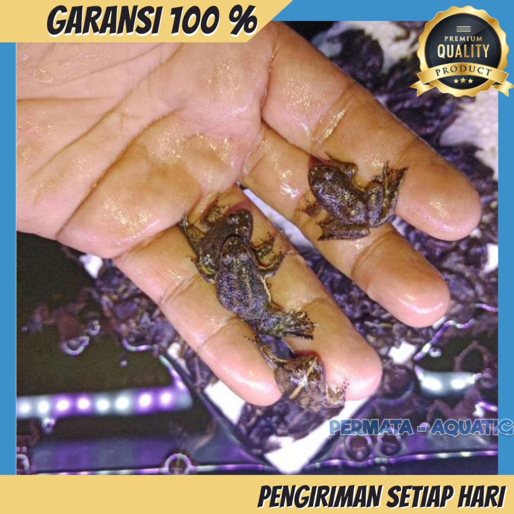 Katak Air,Percil,Pakan Ikan Arwana,Pakan Predator,Kodok Kecil(isi 10 ekor plus packing duss)