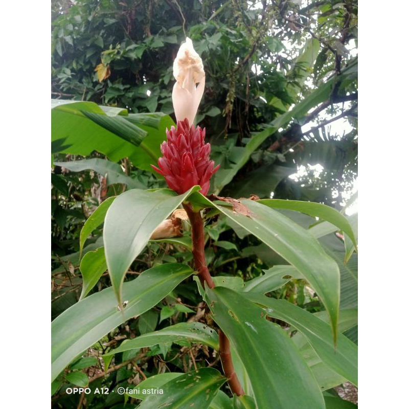 

daun pacing segar obat herbal alami alam [500gram]