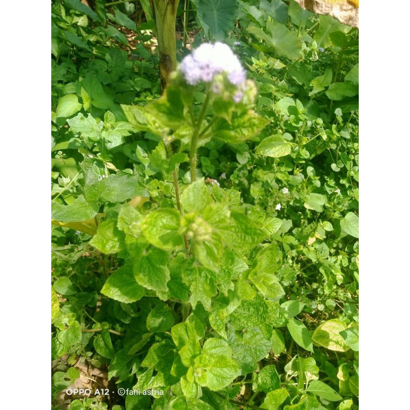 

daun babadotan segar fresh 500gram