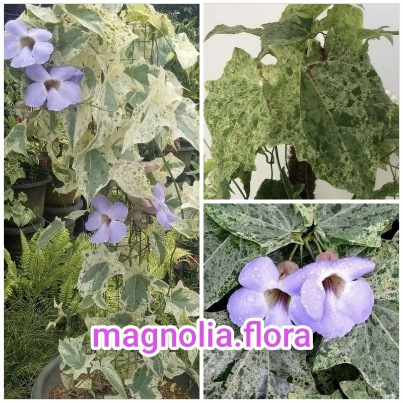 Thunbergia grandiflora variegata / thumbergia ungu varigata / bibit tanaman hias bunga rambat meramb