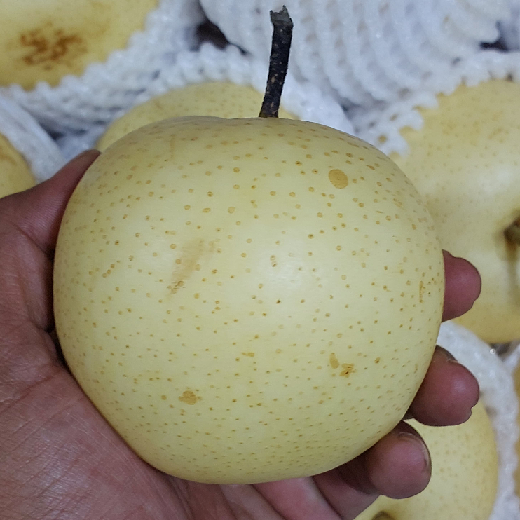 

Pear impor segar grade A buah pir manis tinggi vitamin