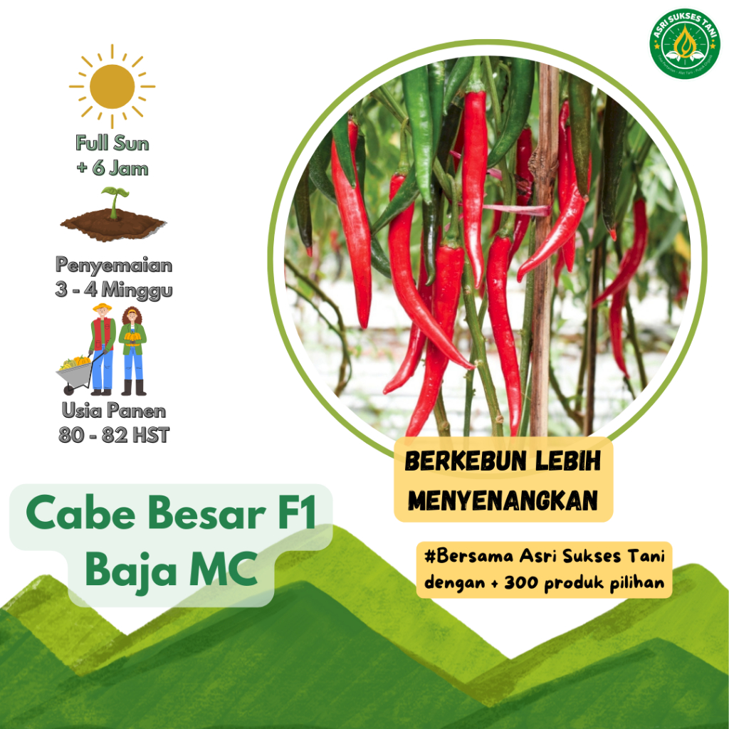 Benih Seribuan - 15 Benih Cabe BAJA MC F1 I Cabe Merah Besar - Cap Panah Merah (Asri Sukses Tani)