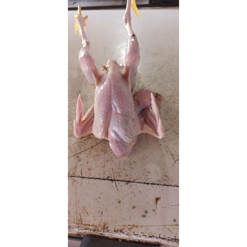 

ayam kampung