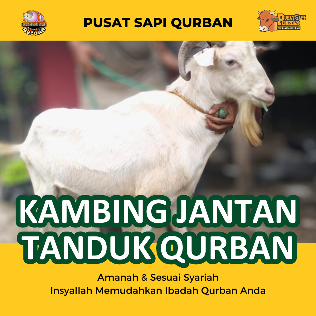 Kambing Qurban Jantan Free Ongkir jabodetabek