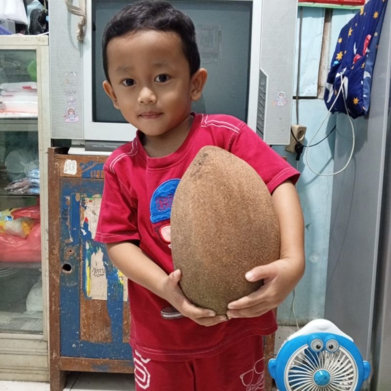 mamey sapote magana ( potong cangkok )