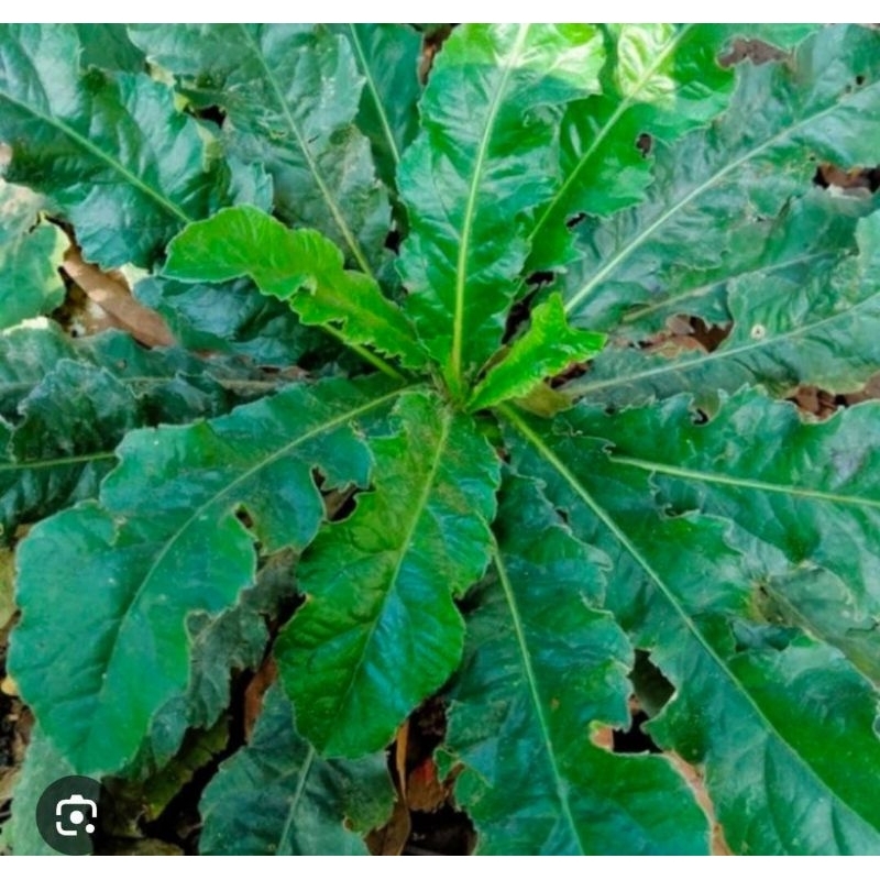 

Daun Herbal Tapak Liman Segar 1 Pohon Tradisional Termurah Fresh