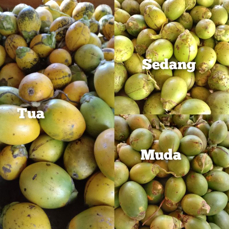 

Buah pinang muda segar 1kg