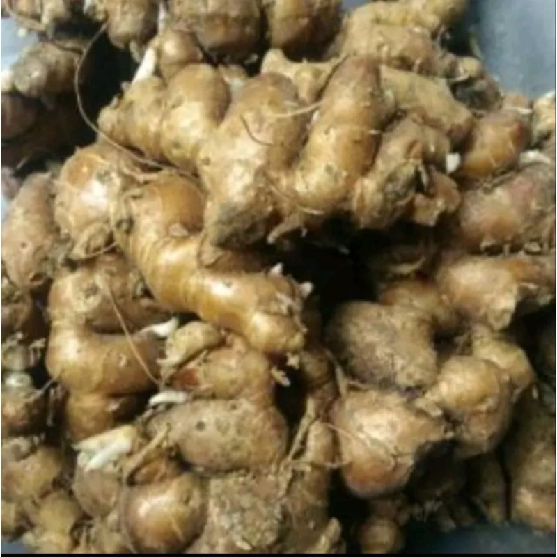 

kencur segar dari petani langsung 1kg