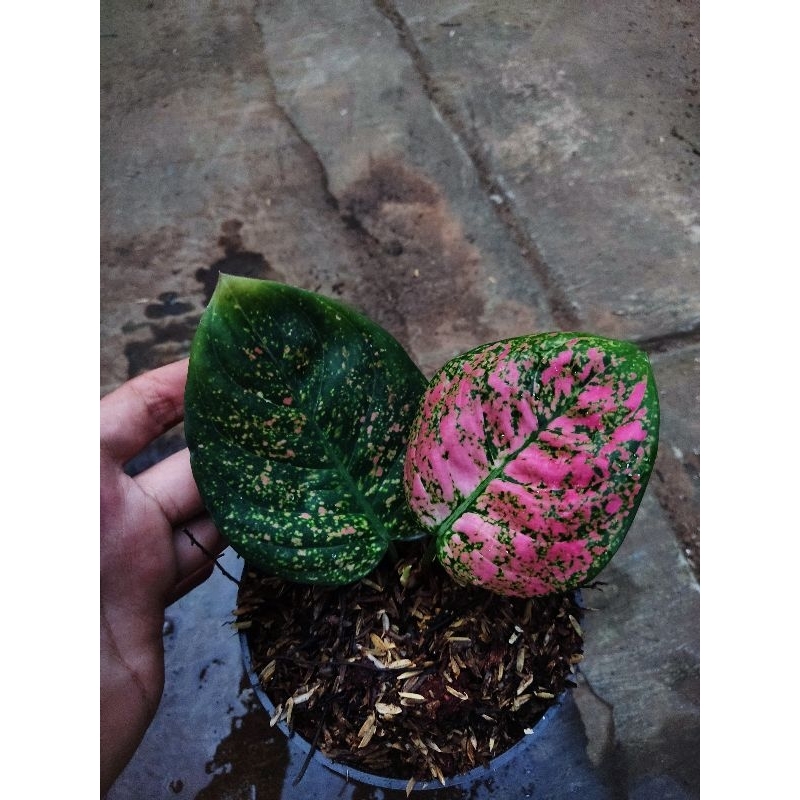 Aglonema ruby kura tanian lokal