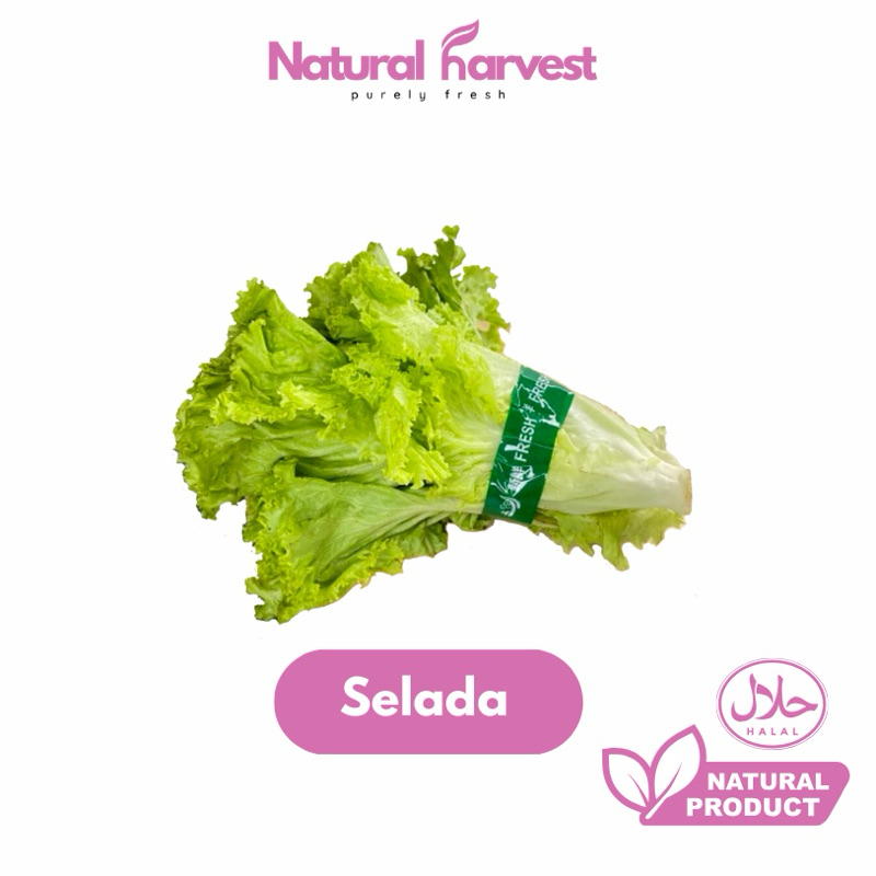 

Selada Fresh 250gr | NaturalHarvest!