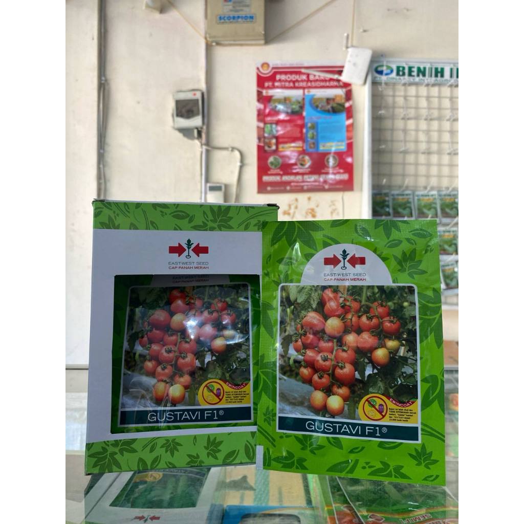 BENIH BIBIT TOMAT GUSTAVI F1 1750 butir