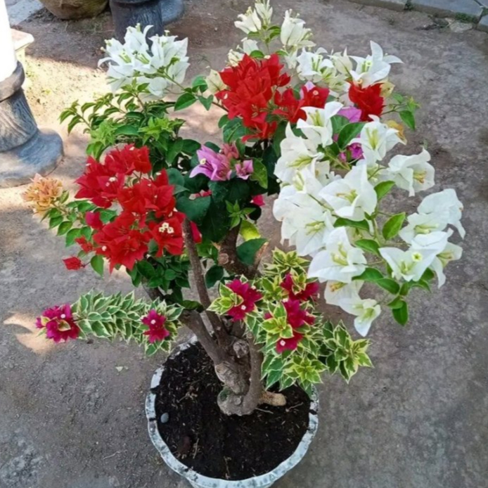 BUGENVIL 5 WARNA GRAFTING | BOUGENVILLE 5 WARNA BUNGA KERTAS HIAS MUDAH BERBUNGA