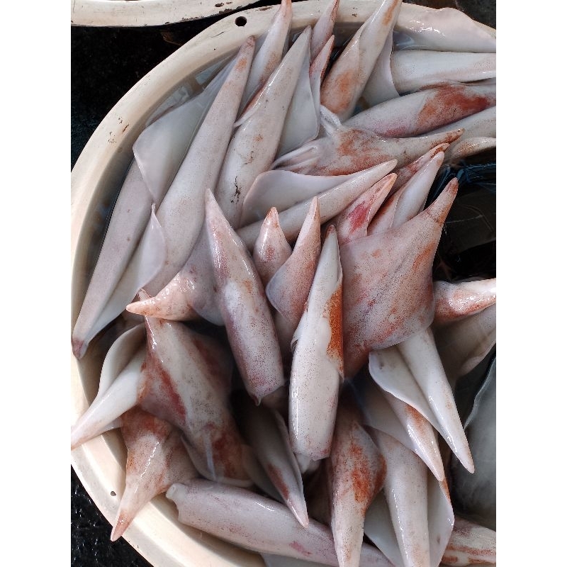 

cumi Bangka 1kg
