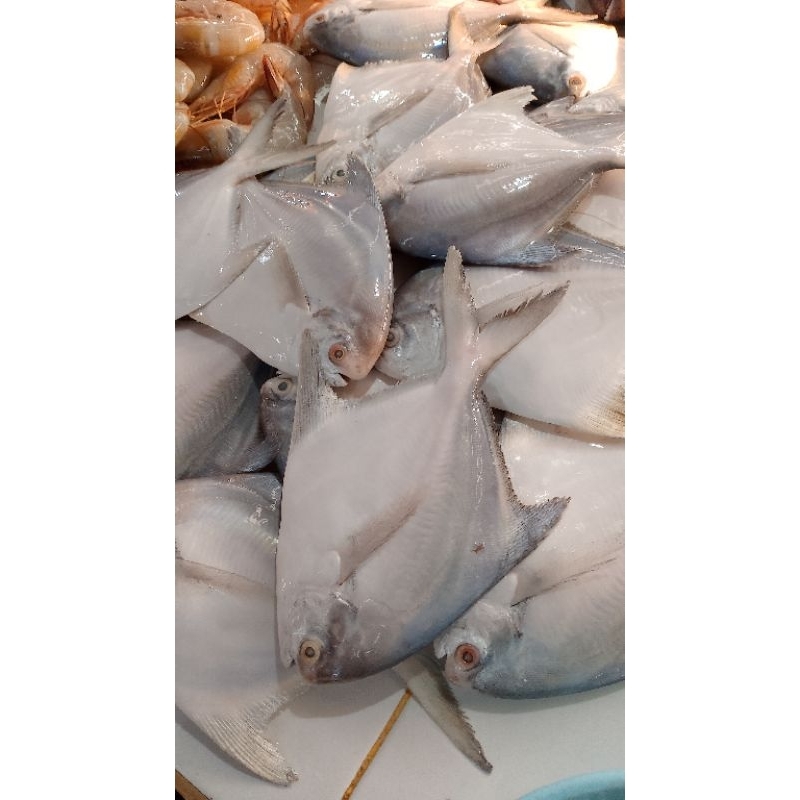 

bawal putih 1/50 1kg