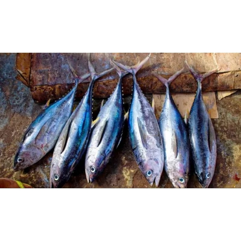 

ikan tonggol 1kg