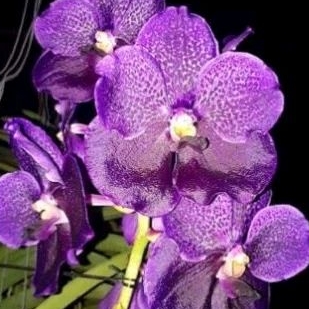 VANDA | ANGGREK VANDA RANU GOLD X BUTTERFLY