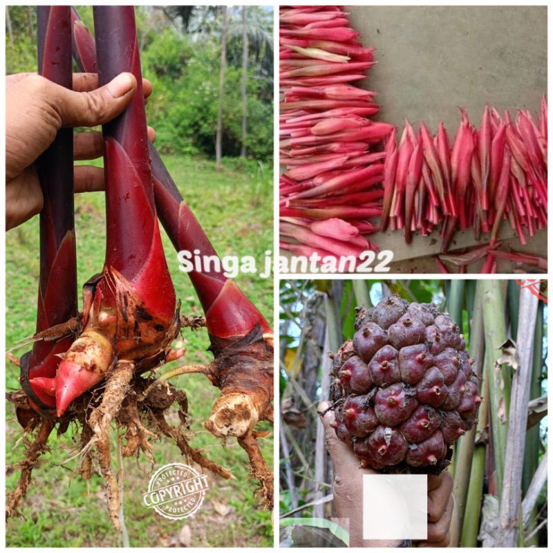 

Bibit Kecombrang merah atau laka merah berbunga pink kemerahan