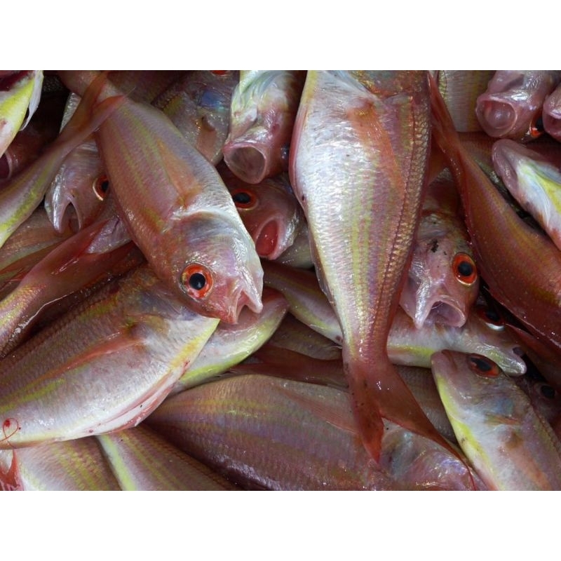 

ikan terisi 1kg