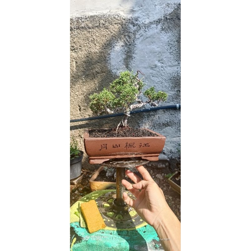 Bonsai cemara Sargenti / cemara sargenti