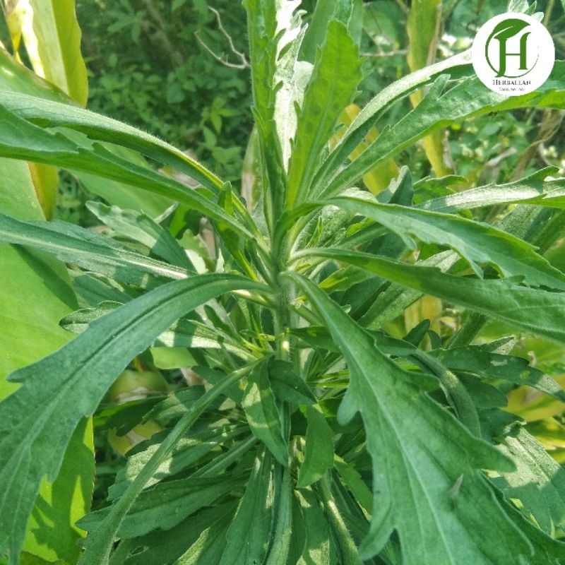 

Daun Jalantir/Jeletrek Segar 1 Kg