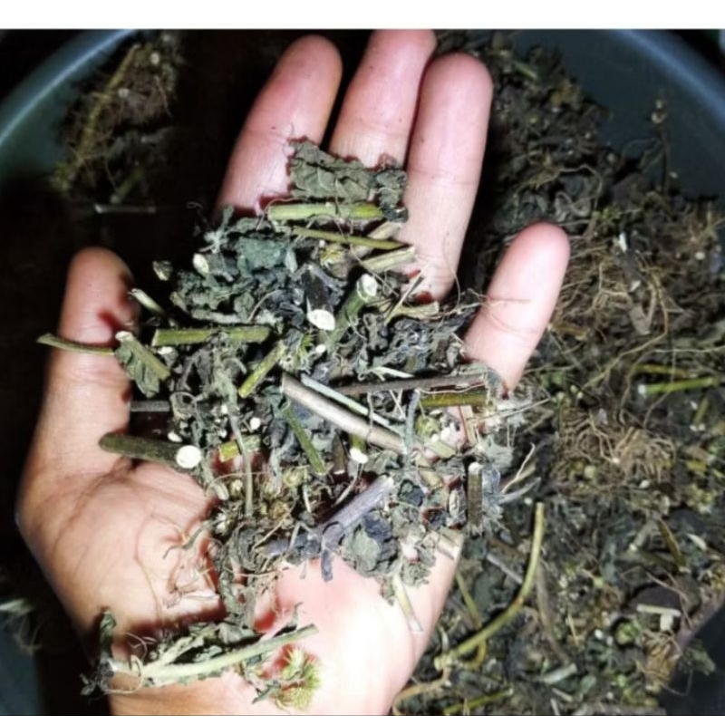 

promo daun badotan kering 100 gram