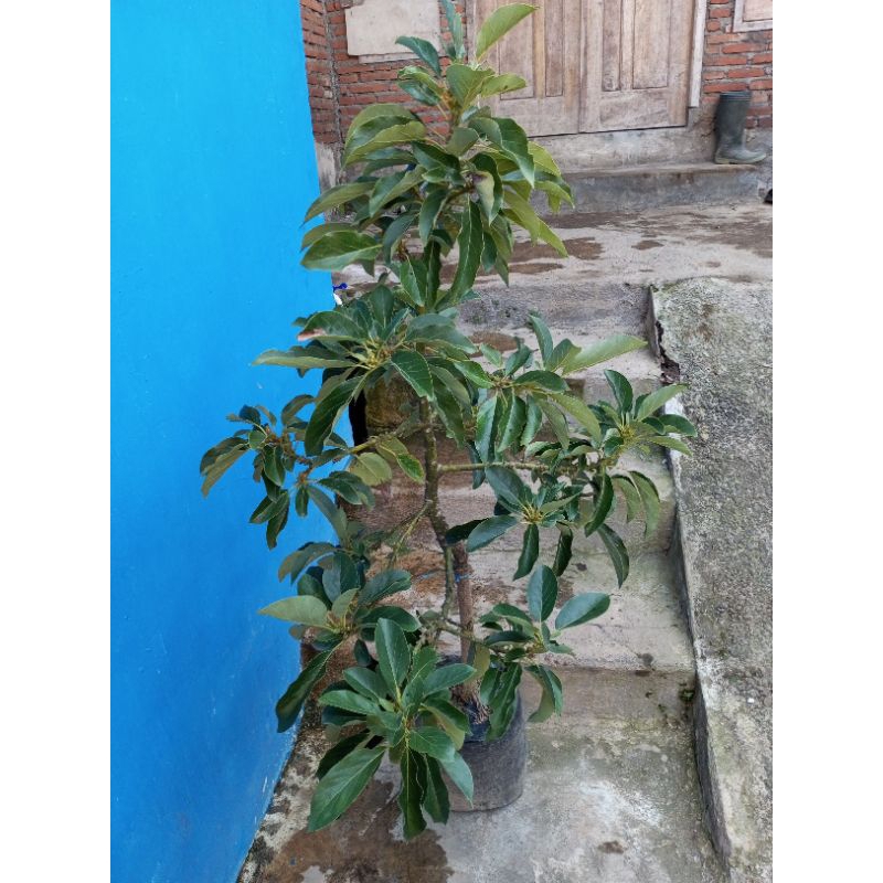 Tanaman alpukat miki kondisi berbunga