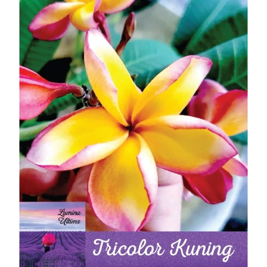 Bibit Pohon Kamboja Tricolor Kuning