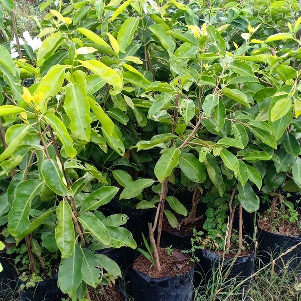 Bibit Tanaman Jamblang Putih | Duwet Putih - Harga Murah