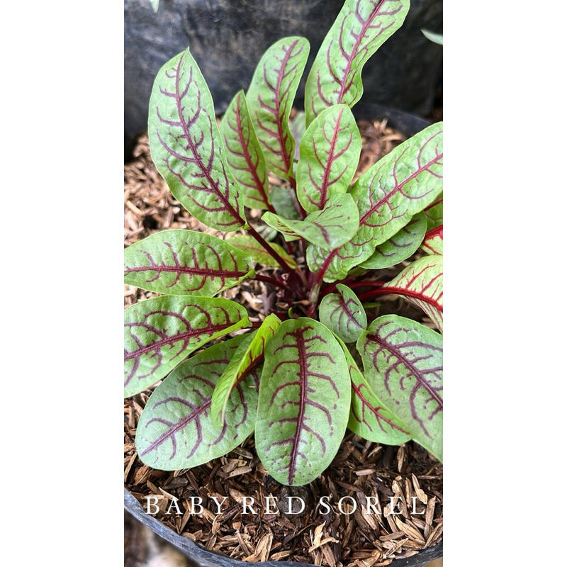 

GR Red Sorrel leaves ( microgreens)