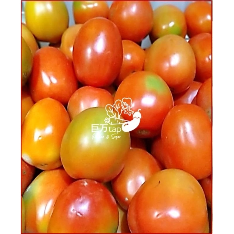 

TOMAT MERAH SEGAR DAN HEMAT KYOMANTAP 250 GRAM - 500 GRAM