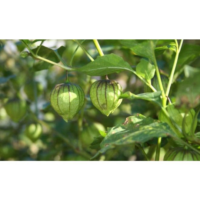 

ciplukan/cecendet akar,batang,daun,buah 500 gram