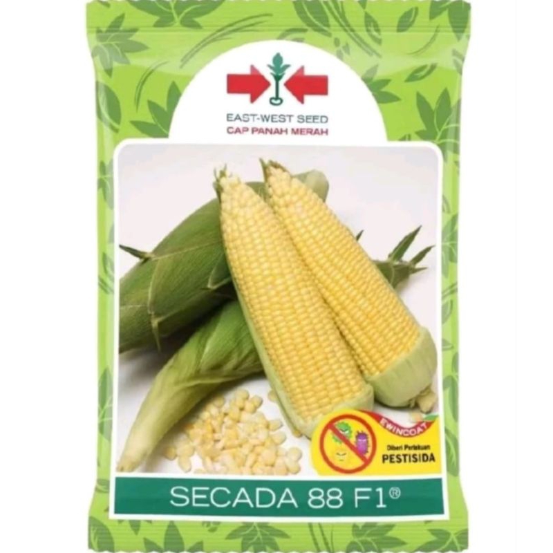 bibit jagung manis SECADA 88 F1 isi kemasan 1.750 butir