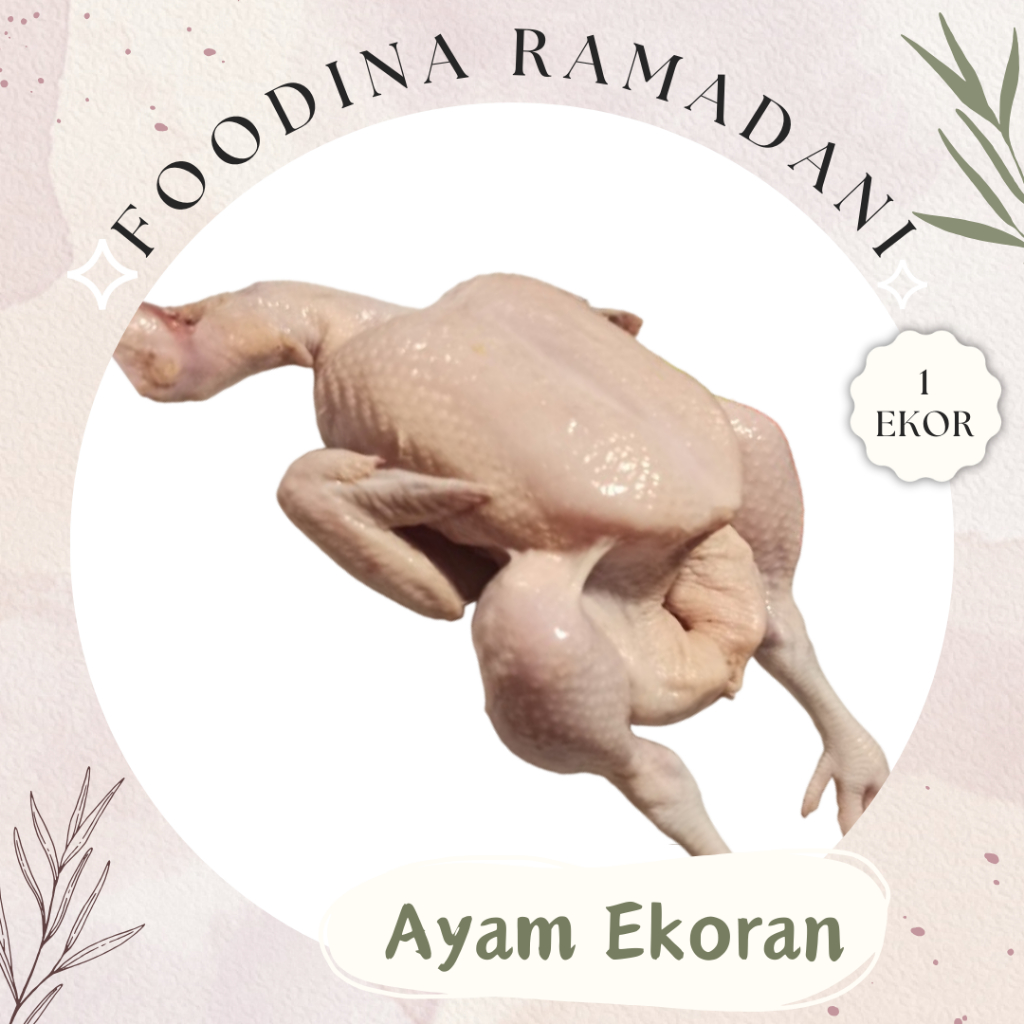 

AYAM BROILER Utuh - Chicken Fresh [ Size 0.8-1 Kg ] Harga Per EKOR