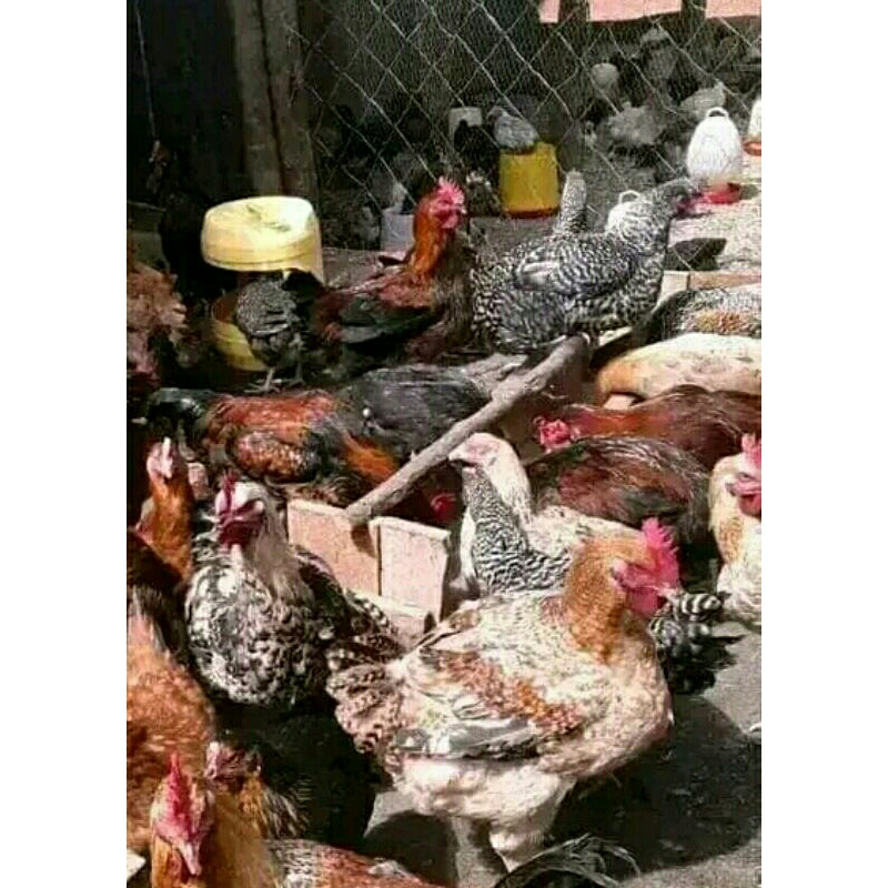 

telur fertil ayam uraba untuk di tetaskan. harga 1. butir telur