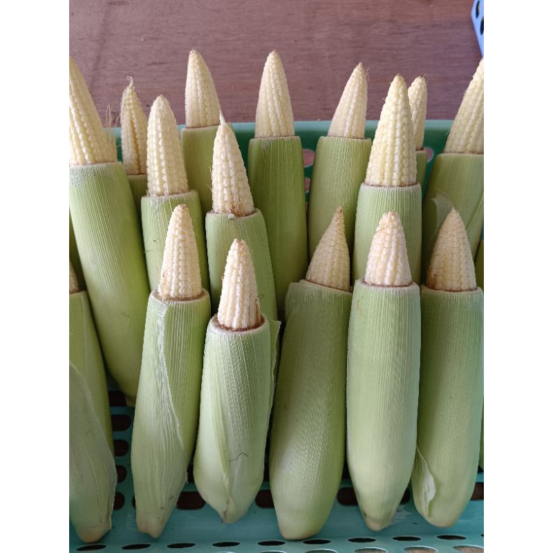 

Jagung Acar Muda 500 Gram
