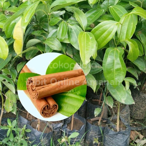 Bibit Kayu Manis SUPER UNGGUL