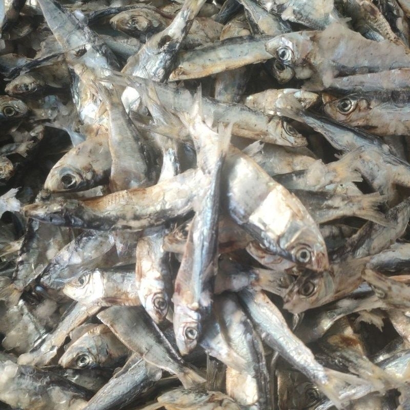 

ikan tembang tawar tanggung