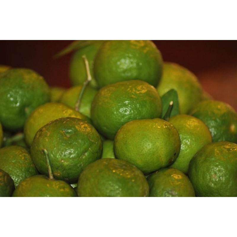 

jeruk limau 500 gram murah
