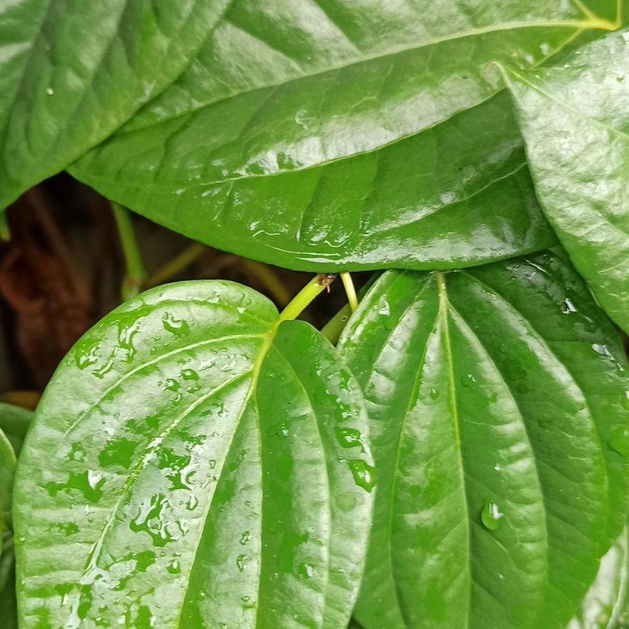 

Daun Sirih Segar / Sirih Hijau Herbal