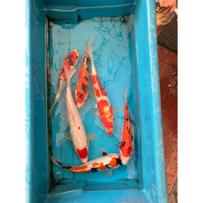 ikan koi blitar ukuran 27-30cm