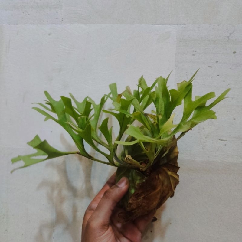 Harga Platycerium Ridleyi Cabutan Terbaru Okt 2025 | BigGo Indonesia
