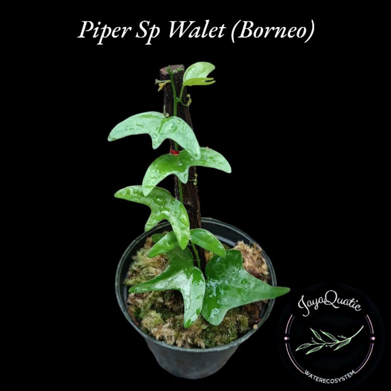 Piper Sp Walet "Borneo" - Tanaman Hias Rambat Paludarium Terrarium Vivarium Climbingplant